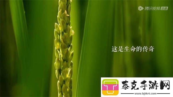 风味人间4·谷物星球定档